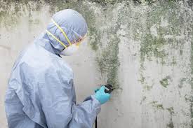 Biohazard Mold Removal in Morgan City, LA